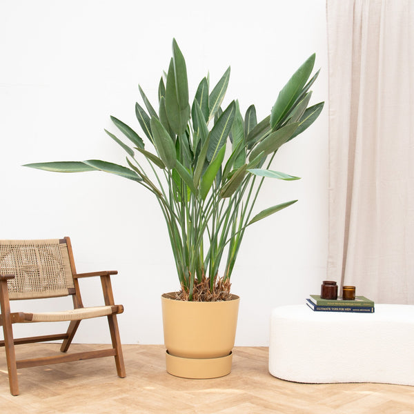 Exotische Zimmerpflanzen