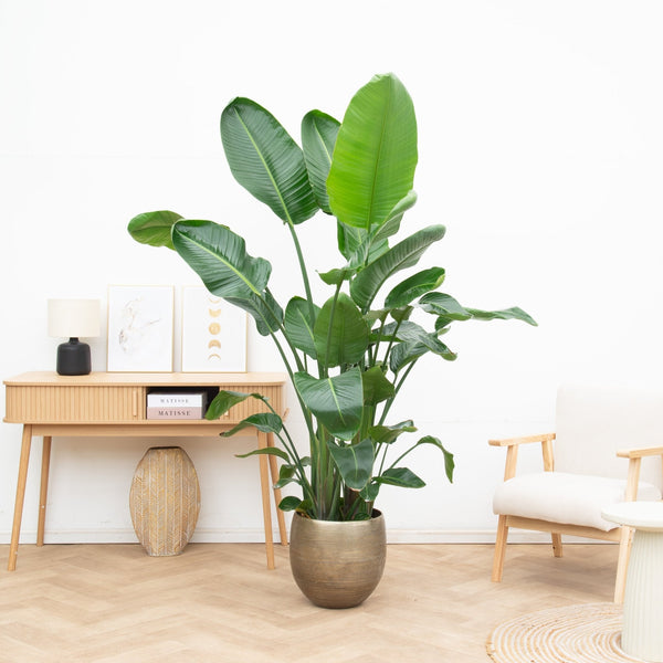 Popular plant species collectie Green Bubble