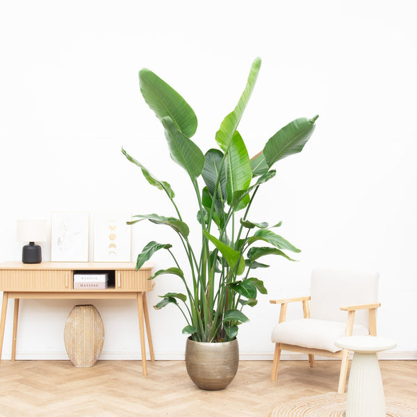 Kamerplanten voor in de volle zon collectie Green Bubble