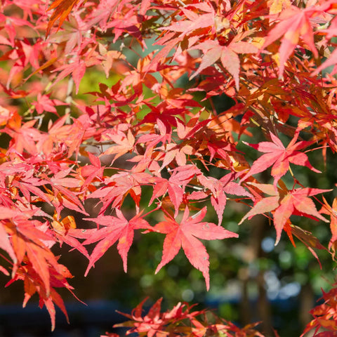 Pflege der Acer Palmatum collectie Green Bubble