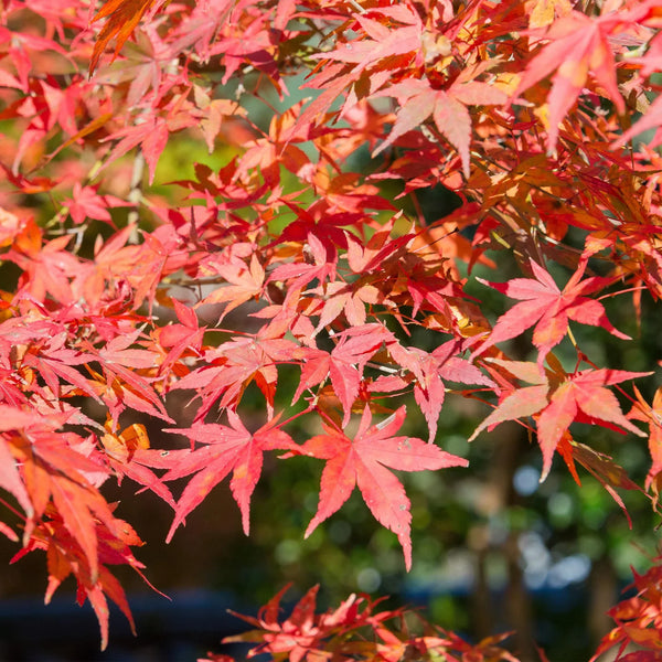 Acer Palmatum collectie Green Bubble