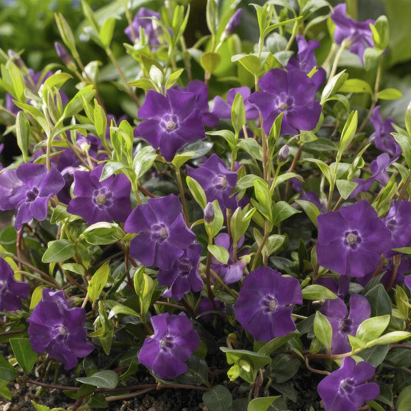 Vinca Minor collectie Green Bubble