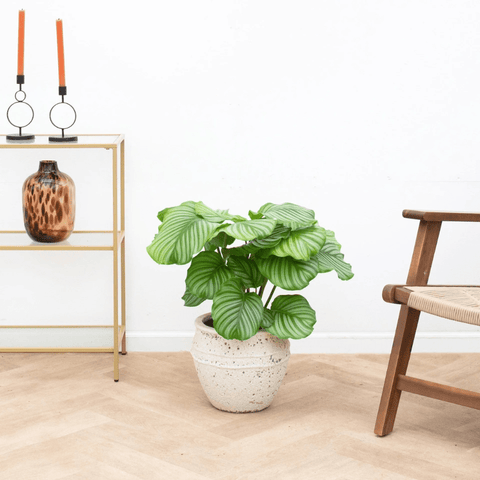 Entretien Calathea collectie Green Bubble