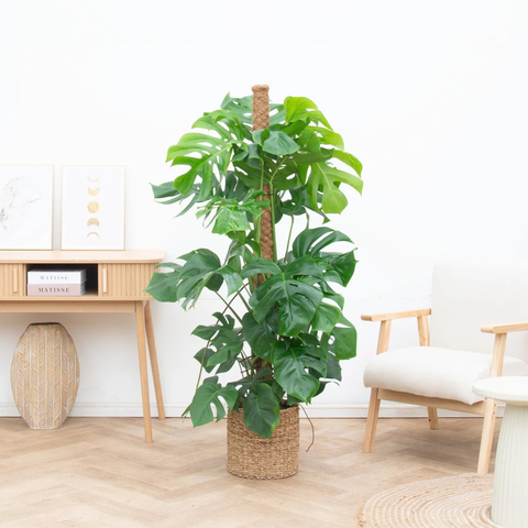 Entretien du Monstera collectie Green Bubble