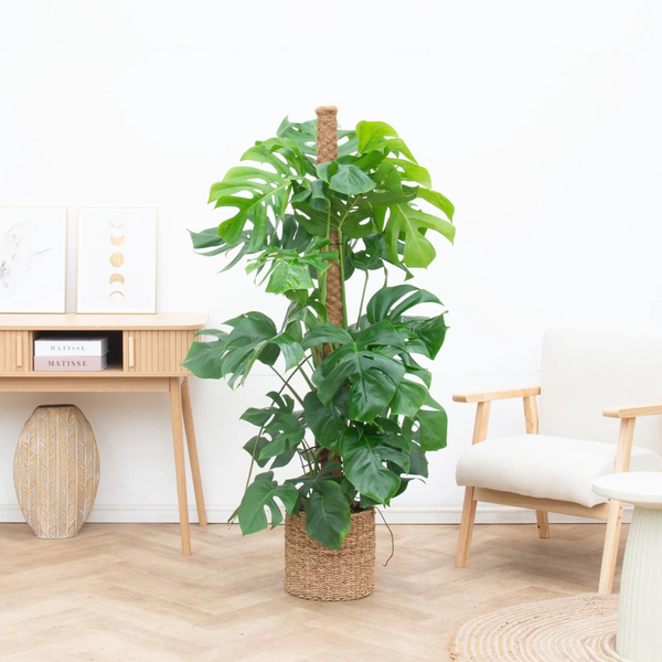 Verzorging Monstera