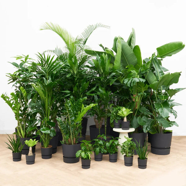 Voordeelpakketten groot collectie Green Bubble