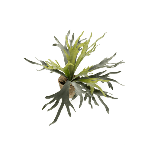 Kunst Varen Staghorn