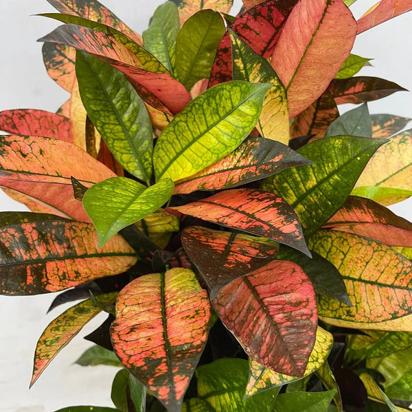 Codiaeum collectie Green Bubble