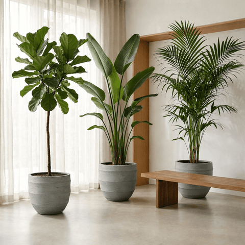 XL plants collectie Green Bubble