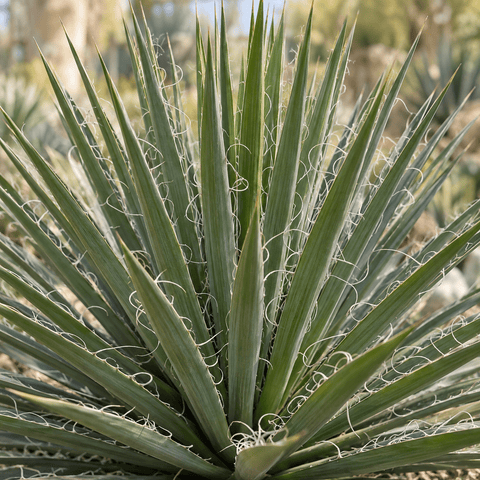 Pflege der Yucca Filifera collectie Green Bubble