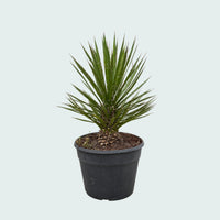 Yucca Filifera Australis - 70 cm