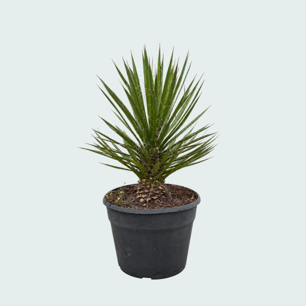 Yucca Filifera Australis garden plant - 70 cm