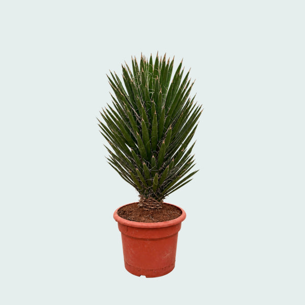Yucca Filifera Australis - 110 cm