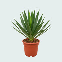 Yucca Gloriosa 'Lone Star' garden plant - 70 cm