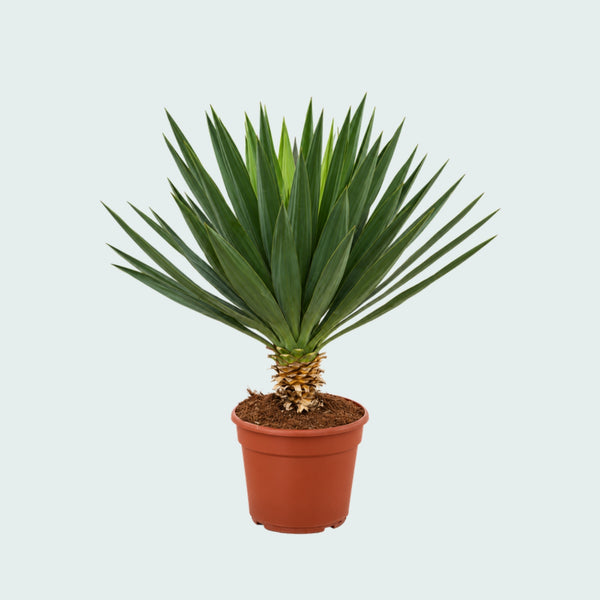 Yucca Gloriosa 'Lone Star' garden plant - 90 cm