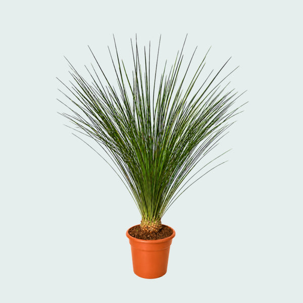 Dasylirion Longissimum Gartenpflanze - 140 cm