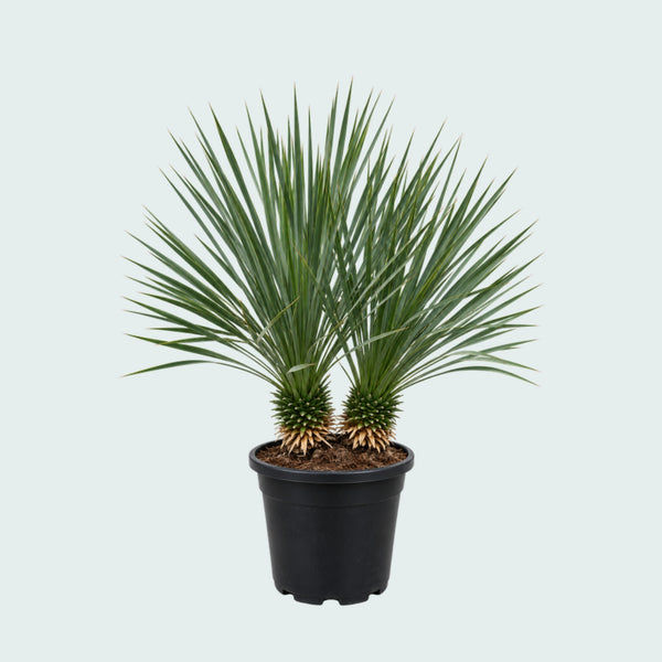 Yucca Rostrata double stem - 90 cm
