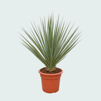 Nolina Nelsonii Gartenpflanze - 130 cm