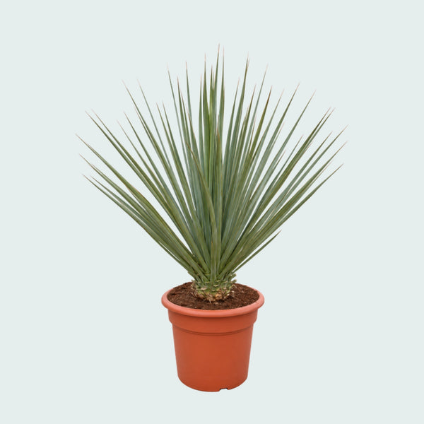 Nolina Nelsonii Gartenpflanze - 130 cm