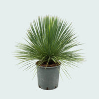 Yucca Linearifolia garden plant - 70 cm