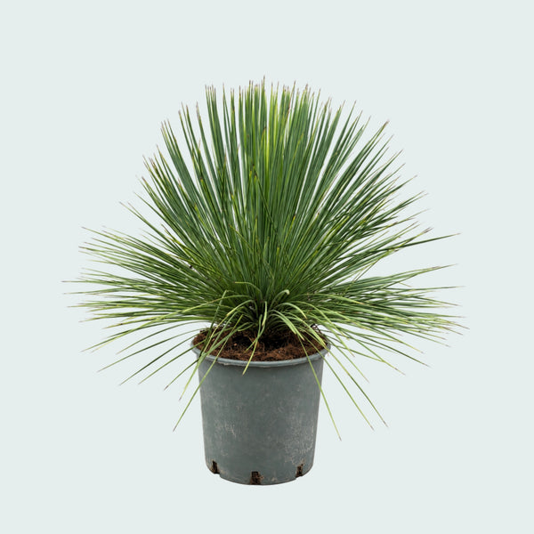 Yucca Linearifolia garden plant - 70 cm