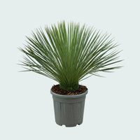Yucca Linearifolia garden plant - 90 cm