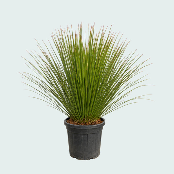 Dasylirion Longissimum XL Gartenpflanze - 140 cm