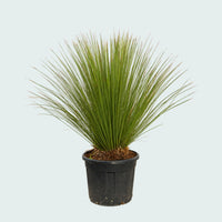 Dasylirion Longissimum - 160 cm