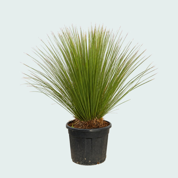 Dasylirion Longissimum Gartenpflanze - 160 cm