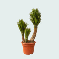 Yucca Filifera Australis dubbele stam - 170 cm