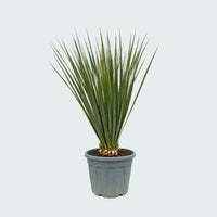 Nolina Hibernica Gartenpflanze - 140 cm