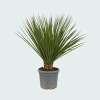 Nolina Hibernica Gartenpflanze - 160 cm