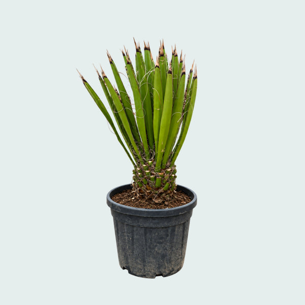Yucca Filifera Australis Gartenpflanze - 120 cm