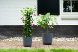 Product afbeelding 2