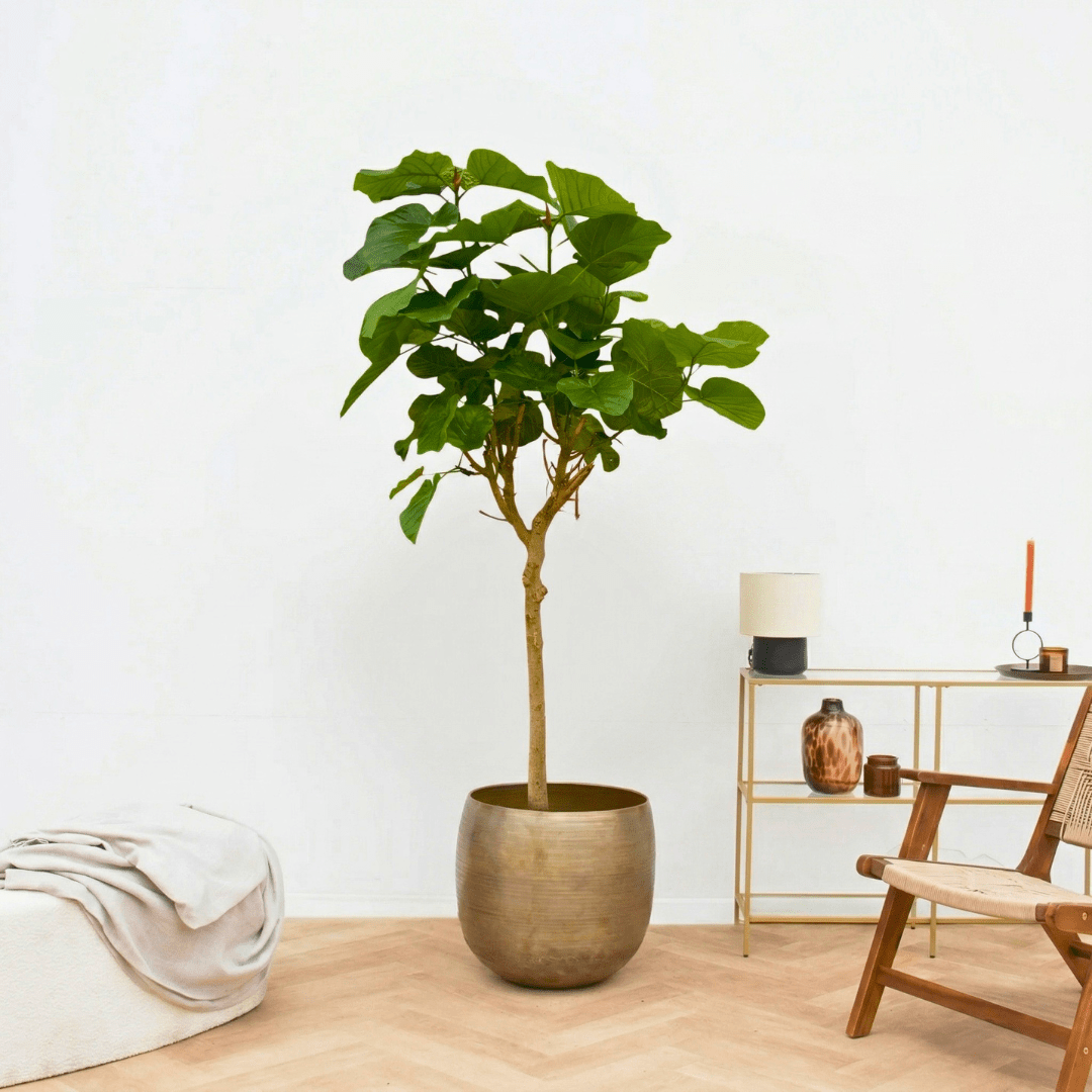 Ficus Umbellata - 250cm | Green Bubble