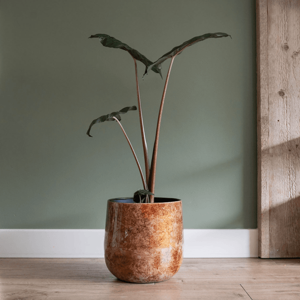 pot Cilia latte