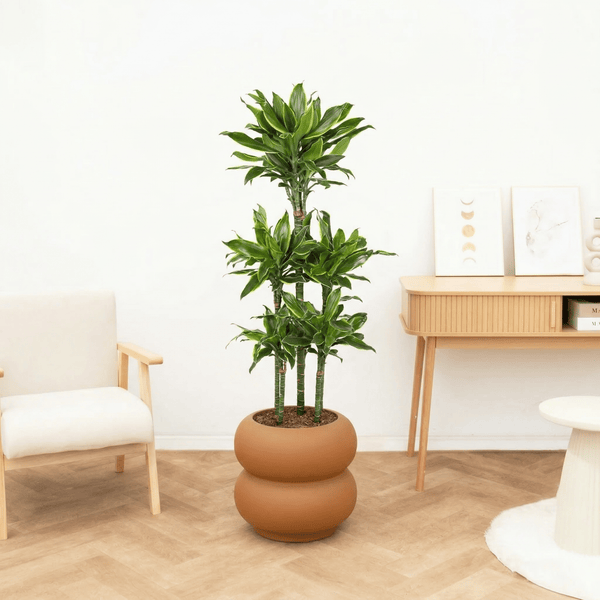 Dracaena Golden coast carrousel - 150 cm kopen bij Green Bubble