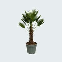 Trachycarpus Wagnerianus - 130cm