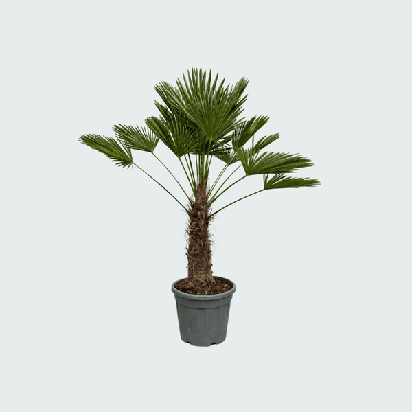 Trachycarpus Wagnerianus - 150cm kopen bij Green Bubble