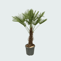 Trachycarpus Wagnerianus - 180cm