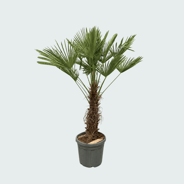 Trachycarpus Wagnerianus - 180cm kopen bij Green Bubble