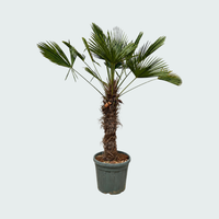 Trachycarpus Wagnerianus - 200cm