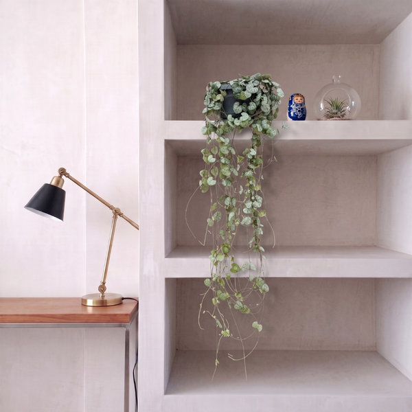 Planta colgante Ceropegia Linearis 'Woodii' - 30cm kopen bij Green Bubble