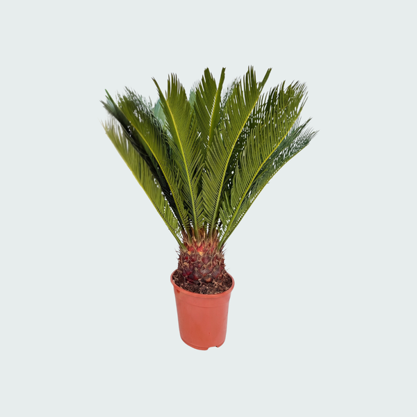 Cycas Revoluta - 80cm kopen bij Green Bubble