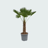 Trachycarpus Wagnerianus - 150cm