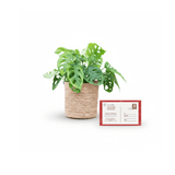 Product afbeelding 2