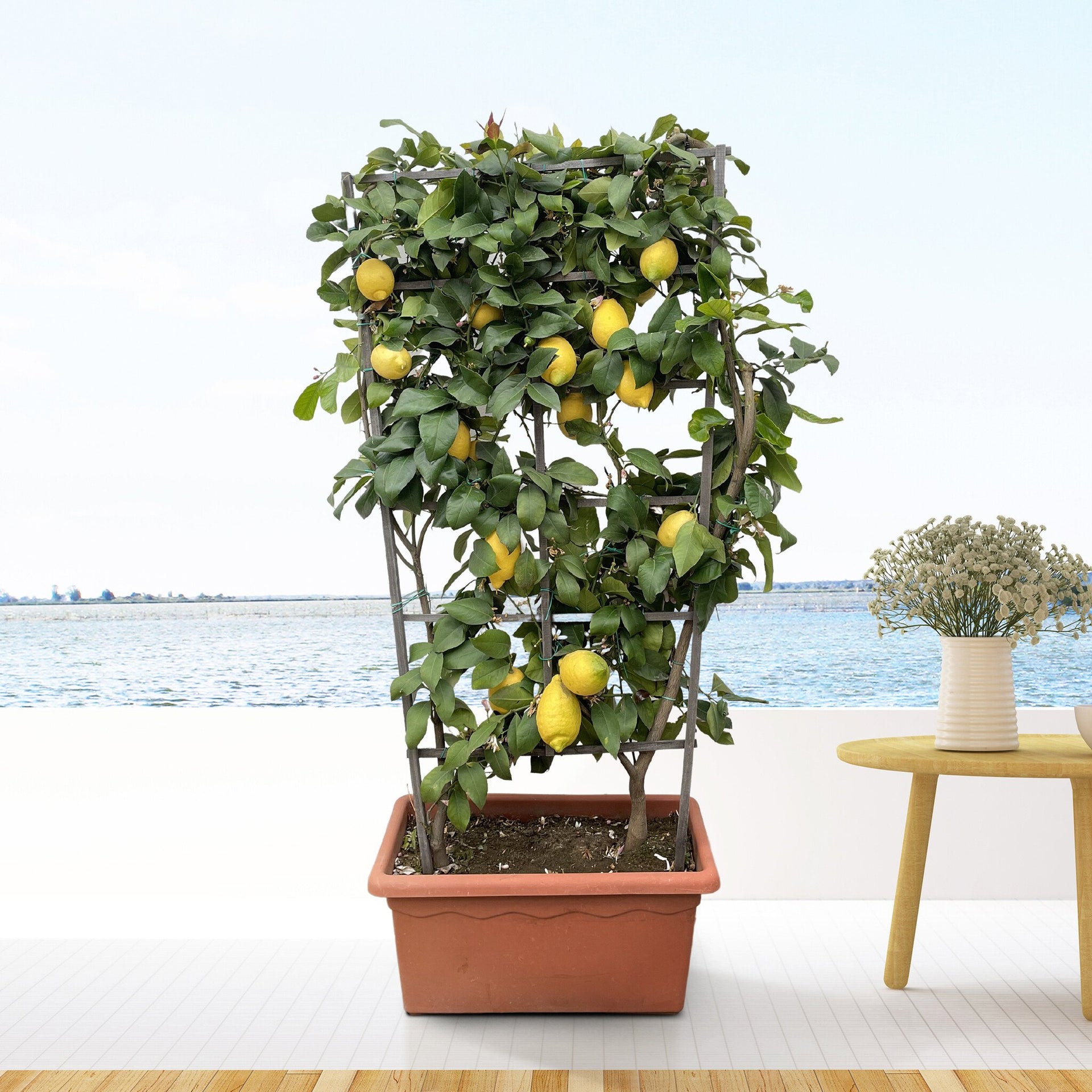 lemon plants in pots Citrus Lemon on rack | 160cm