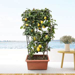 Citrus Lemon on rack - 160cm