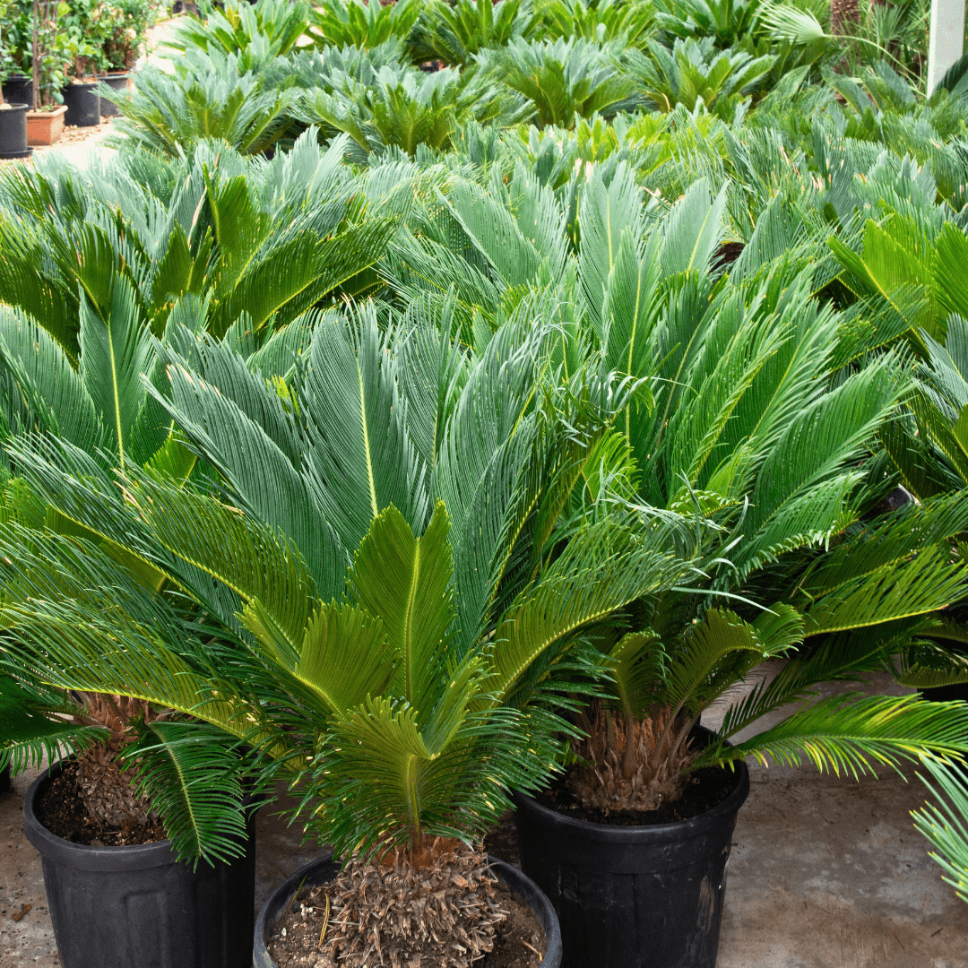 Cycas Revoluta | 130cm | Order online | Green Bubble
