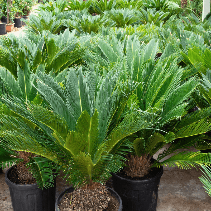 Verzorging Cycas Revoluta verzorging - Green Bubble
